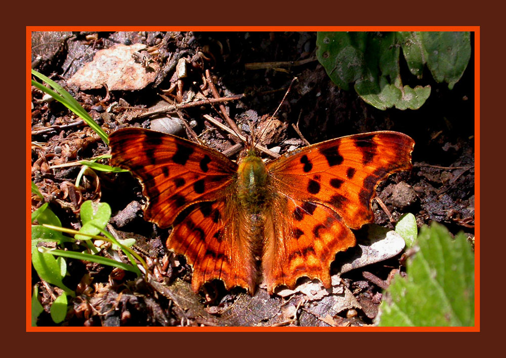 Schmetterling (C-Falter; Polygonia C-album)
Dieser Schmetterling kommt in ganz Europa vor, die Art war lange Zeit selten, jetzt scheinen sich die Bestände wieder zu erholen.
Schlüsselwörter: Schmetterling, C-Falter, Polygonia C-album,