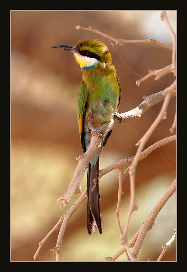Schwalbenschwanz-Bienenfresser
Gelbe Kehle mit blauem Halsband. 
Schlüsselwörter: Namibia, Sossusvlei, Schwalbenschwanz-Bienenfresser