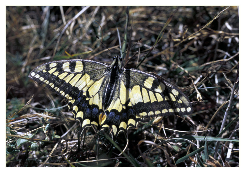 Schwalbenschwanz (Papilio machaon)
Flugstarke vagabundierende Art. Alljährlich 2-3 Generationen. Männchen besetzen Kuppen und Hügel zur Gipfelbalz, "Hilltoppping". 
Schlüsselwörter: Schwalbenschwanz (Papilio machaon)