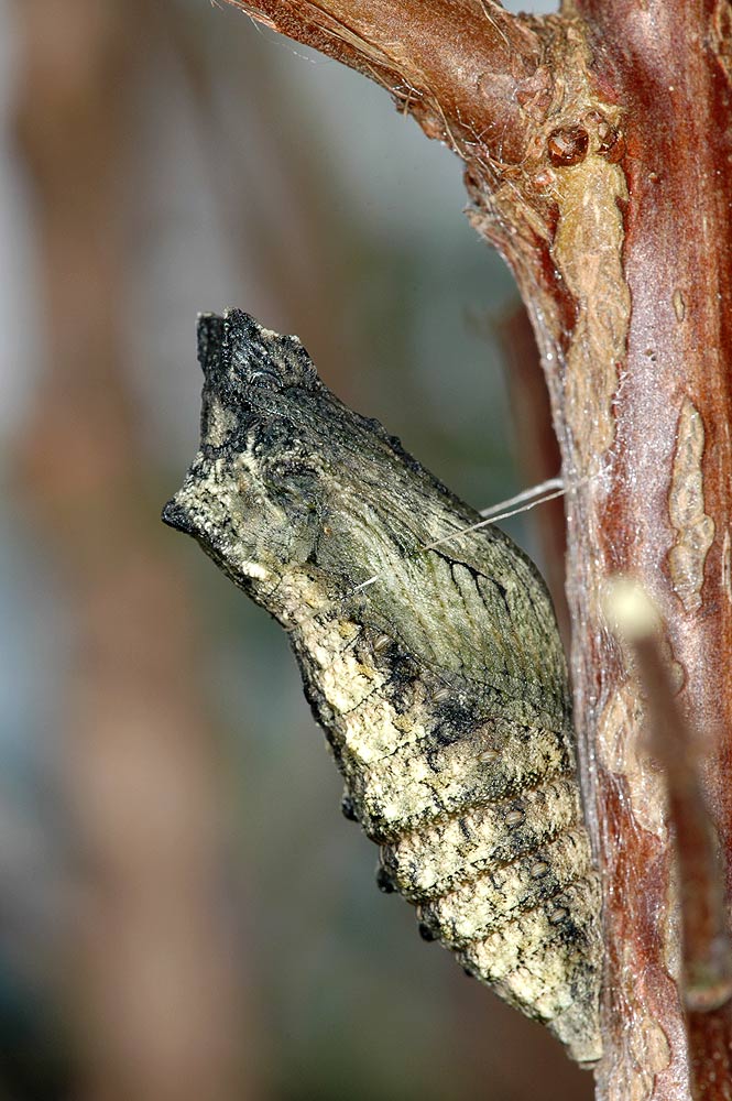 Puppe des Schwalbenschwanzes
Die Puppe des Schwalbenschwanzes gibt es in zwei Farbformen, helle grüne Puppen die im gleichen Jahr schlüpfen und dunkle Puppen die vielleicht überwintern oder von Parasiten befallen sein können.
Schlüsselwörter: Schwalbenschwanz