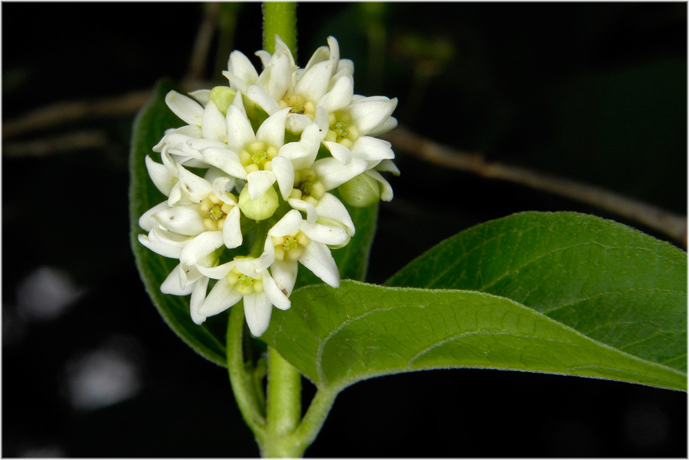 Weisse Schwalbenwurz ( Vincetoxicum hirundinaria )
Weisse Schwalbenwurz ( Vincetoxicum hirundinaria )
Schlüsselwörter: Weisse Schwalbenwurz, Vincetoxicum hirundinaria, Lägern, Hochwacht, Blütenpfklanzen, mg