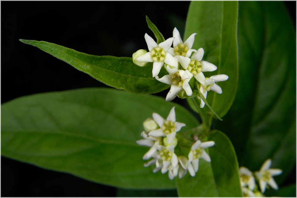Weisse Schwalbenwurz ( Vincetoxicum hirundinaria )
Die weisse Schwalbenwurz besitzt den gleichen Klemmmechanismus wie z.B die hochsukkulenten Stapelien in Madagaskar und Afrika, das Insekt klemmt seinen Rüssel in eine Spalte der männlichen Blüte und kann sich nur befreien wenn es die Pollenklumpen mitzieht.
Schlüsselwörter: Weisse Schwalbenwurz, Vincetoxicum hirundinaria, Lägern, Hochwacht