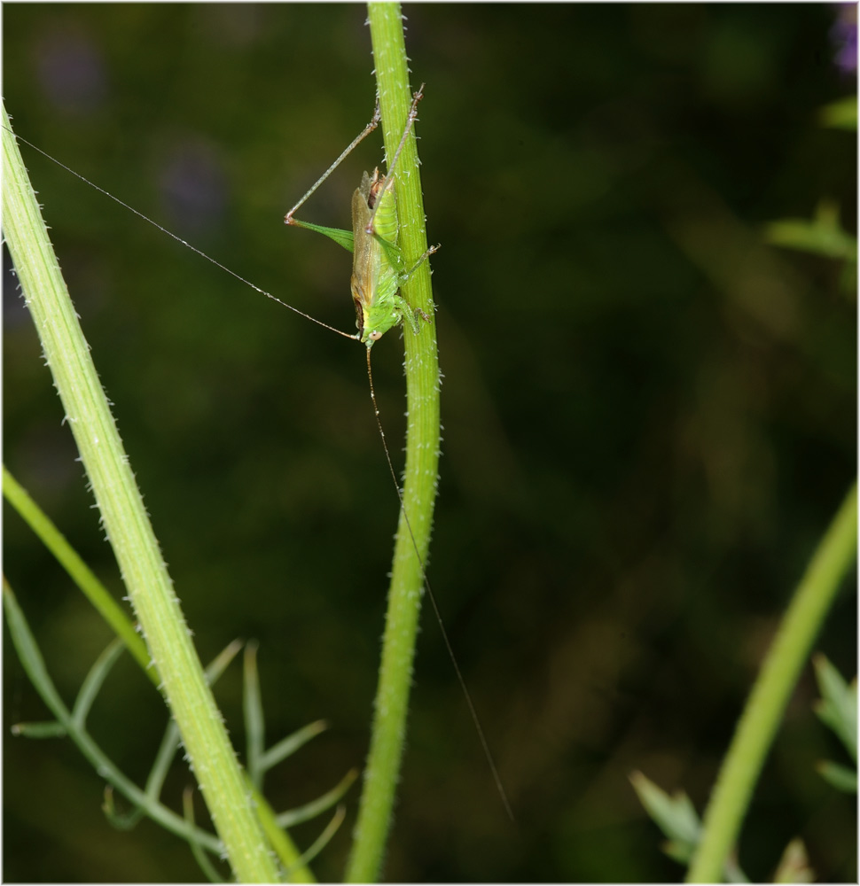 Schwertschrecke
Schlüsselwörter: Schwertschrecke, Conocephalus fuscus