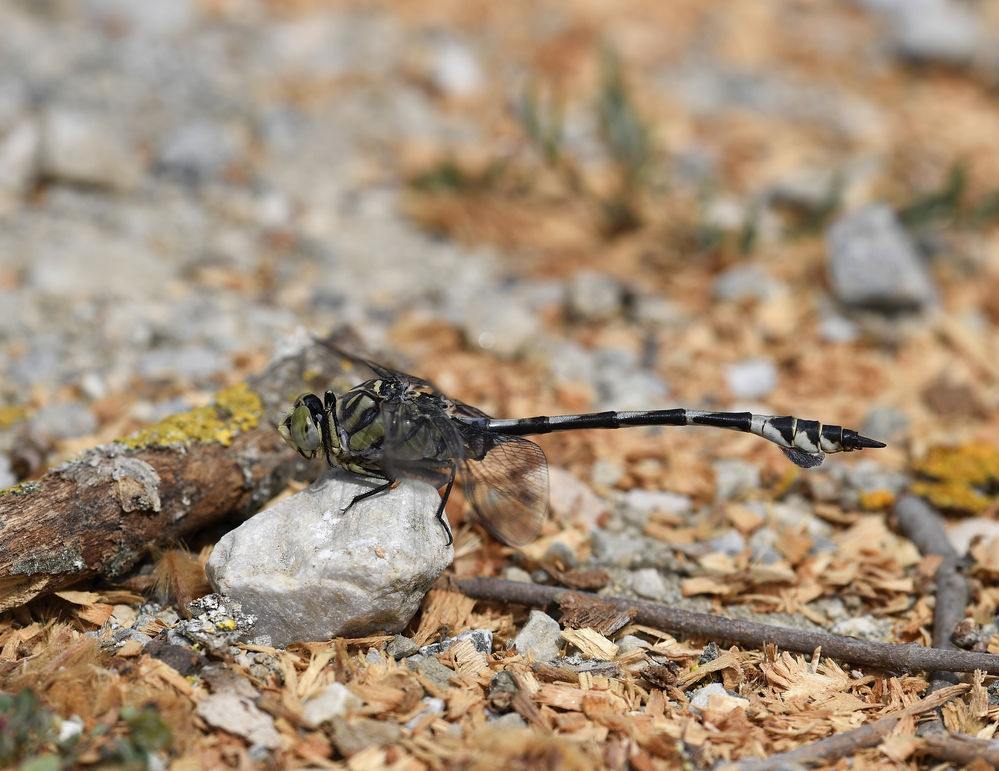 Seedrachen (Lindenia tetraphylla)
Der Seedrache erreicht eine Körperlänge von bis zu 80 mm und Flügelspannweiten bis zu 80 mm. Der Seedrache ist somit die größte Flussjungfernart Europas. Wie bei allen Arten der Familie der Flussjungfern, berühren sich die Augen in der Mitte nicht. Im Jugendstadium ist die Grundfärbung an Brust und Hinterleib gelb mit schwarzen Zeichnungselementen. Die Weibchen haben zwischen dem 2. + 3. Hinterleibssegment einen orangefarbenen Ring, deren leuchtende Farbe sich oberhalb beider Segmente ausdehnt.  Während die Farbe der Weibchen mit fortschreitender Lebensdauer meist nur etwas blasser wird, färben sich die sandgelblichen Bereiche beim Männchen grünlich-grau. Die Farbverteilung kann aber sehr stark variieren, so gibt es fast schwarz oder eben fast sandfarbene Imagines. Männchen und Weibchen bekommen im Alter eine blaue Wachsschicht. Die Farbe der Augen beider Geschlechter ist grau. Die Flügelmale sind gelblich bis blassbraun, dazu recht groß und lang.
Schlüsselwörter: Seedrachen Lindenia tetraphylla Nordgriechenland