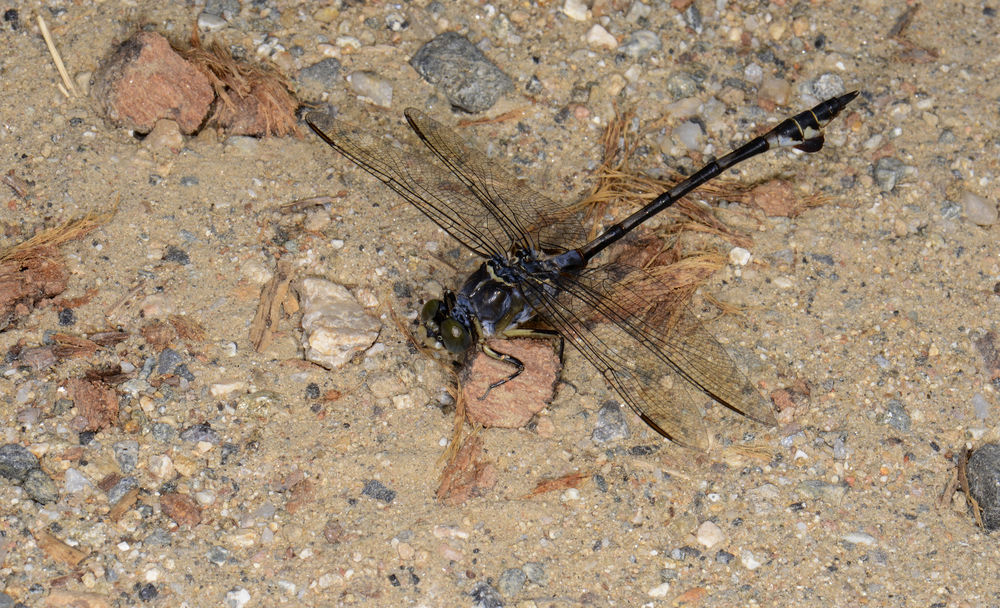 Seedrachen (Lindenia tetraphylla)
Der Seedrache erreicht eine Körperlänge von bis zu 80 mm und Flügelspannweiten bis zu 80 mm. Der Seedrache ist somit die größte Flussjungfernart Europas. Wie bei allen Arten der Familie der Flussjungfern, berühren sich die Augen in der Mitte nicht. Im Jugendstadium ist die Grundfärbung an Brust und Hinterleib gelb mit schwarzen Zeichnungselementen. Die Weibchen haben zwischen dem 2. + 3. Hinterleibssegment einen orangefarbenen Ring, deren leuchtende Farbe sich oberhalb beider Segmente ausdehnt.  Während die Farbe der Weibchen mit fortschreitender Lebensdauer meist nur etwas blasser wird, färben sich die sandgelblichen Bereiche beim Männchen grünlich-grau. Die Farbverteilung kann aber sehr stark variieren, so gibt es fast schwarz oder eben fast sandfarbene Imagines. Männchen und Weibchen bekommen im Alter eine blaue Wachsschicht. Die Farbe der Augen beider Geschlechter ist grau. Die Flügelmale sind gelblich bis blassbraun, dazu recht groß und lang.
Schlüsselwörter: Seedrachen Lindenia tetraphylla Nordgriechenland