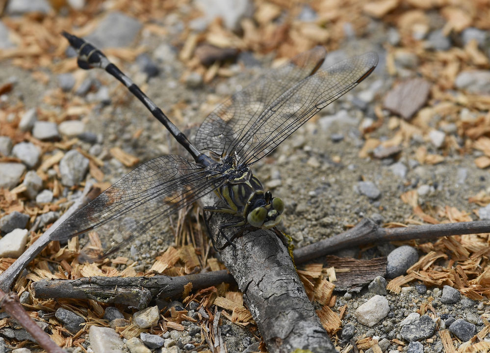 Seedrachen (Lindenia tetraphylla)
Der Seedrache kommt ursrpünglich aus Mittelasien und erreichte über den mittleren Osten die Mittelmeerregion. In Europa sind bisher nur wenige Bodenständigkeitsnachweise , z.B. aus Griechenland, dem Balkan und der Türkei bekannt. Im westlichen Mittelmeerraum ist der Seedrache nur sporadisch anzutreffen.Der Seedrache erreicht eine Körperlänge von bis zu 80 mm und Flügelspannweiten bis zu 80 mm. Der Seedrache ist somit die größte Flussjungfernart Europas. Wie bei allen Arten der Familie der Flussjungfern, berühren sich die Augen in der Mitte nicht. Im Jugendstadium ist die Grundfärbung an Brust und Hinterleib gelb mit schwarzen Zeichnungselementen. Die Weibchen haben zwischen dem 2. + 3. Hinterleibssegment einen orangefarbenen Ring, deren leuchtende Farbe sich oberhalb beider Segmente ausdehnt.  Während die Farbe der Weibchen mit fortschreitender Lebensdauer meist nur etwas blasser wird, färben sich die sandgelblichen Bereiche beim Männchen grünlich-grau. Die Farbverteilung kann aber sehr stark variieren, so gibt es fast schwarz oder eben fast sandfarbene Imagines. Männchen und Weibchen bekommen im Alter eine blaue Wachsschicht. Die Farbe der Augen beider Geschlechter ist grau. Die Flügelmale sind gelblich bis blassbraun, dazu recht groß und lang.
Schlüsselwörter: Seedrachen Lindenia tetraphylla Nordgriechenland