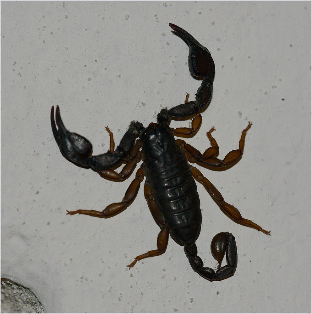 Skorpion, Someo, Valle Maggia, Blitzlichtaufnahme
Euscorpius italicus kommt im ganzen Tessin vor und kann bis zu 5 cm lang werden. "Gefährlich" wie eine Wespe.
Schlüsselwörter: Euscorpius italicus, Skorpion, Someo, Valle Maggia, Tessin, Schweiz