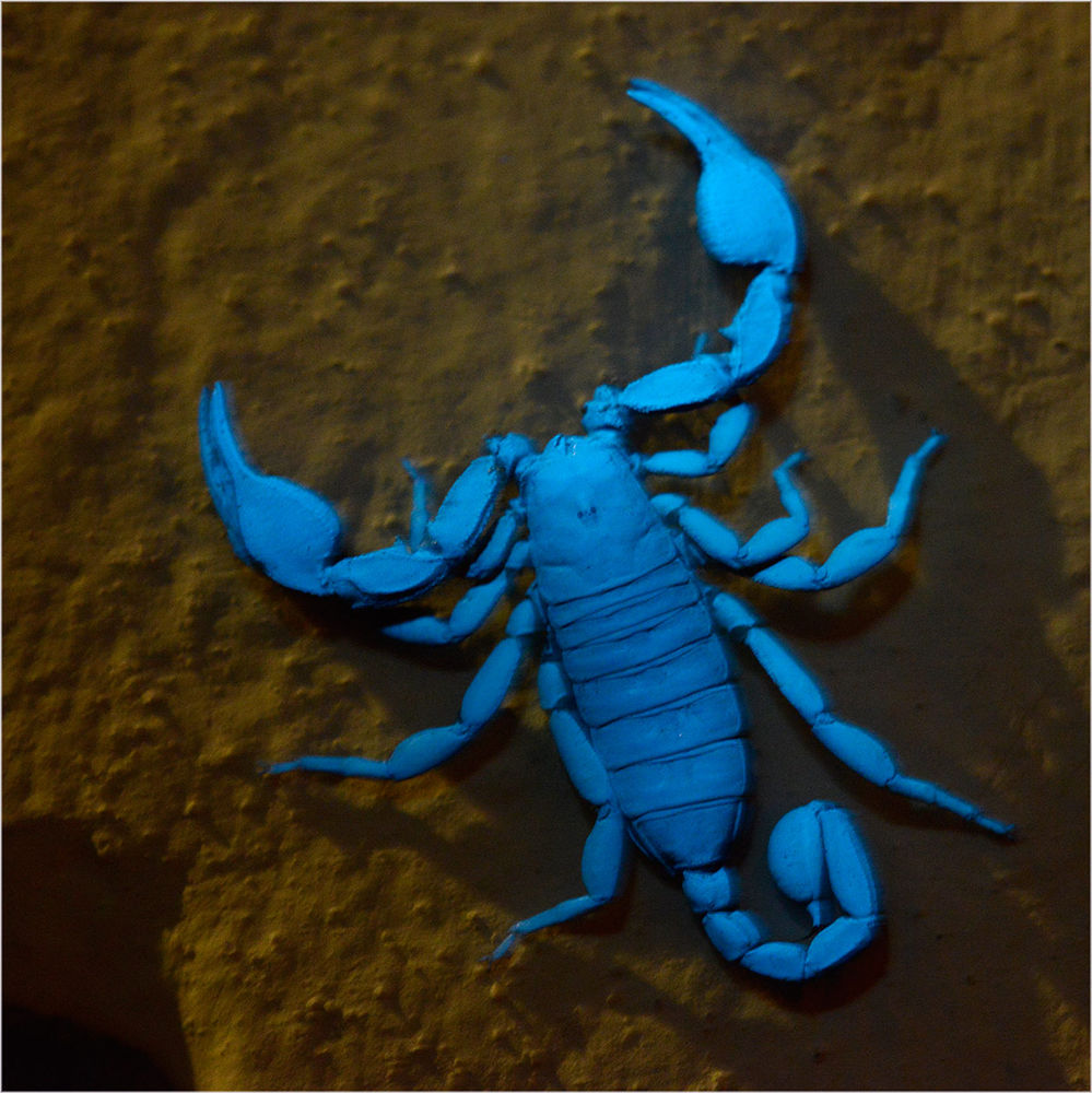 Skorpion im Mischlicht, 395 nm UV Licht und Kunstlicht
Euscorpius italicus kommt im ganzen Tessin vor und kann bis zu 5 cm lang werden. "Gefährlich" wie eine Wespe.
Schlüsselwörter: Euscorpius italicus, Skorpion, Someo, Valle Maggia, Tessin, Schweiz