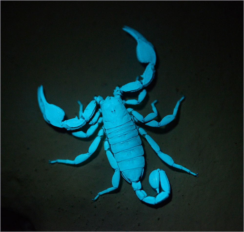 Skorpion im reinen 395 nm UV Licht
Euscorpius italicus kommt im ganzen Tessin vor und kann bis zu 5 cm lang werden. "Gefährlich" wie eine Wespe.
Schlüsselwörter: Euscorpius italicus, Skorpion, Someo, Valle Maggia, Tessin, Schweiz