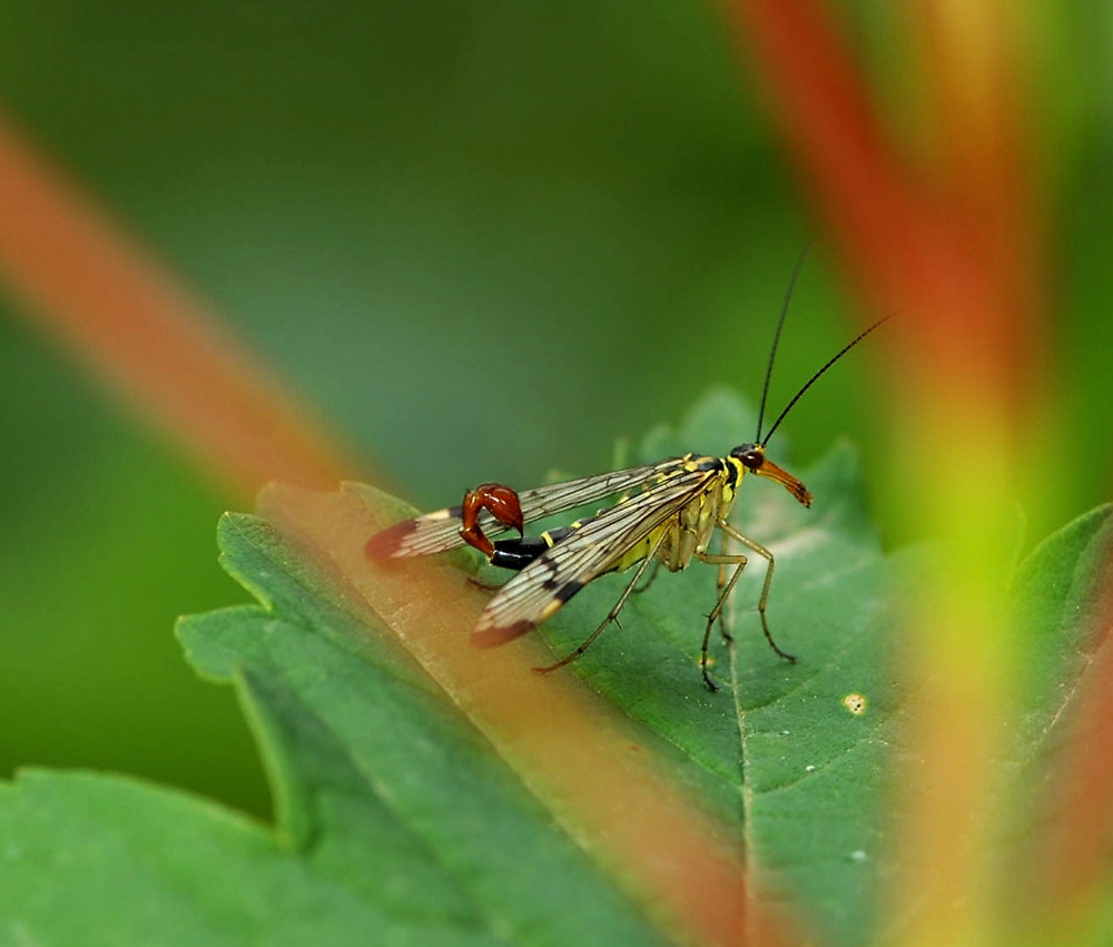 Skorpionsfliege
Ordnung :  Schnabelfliegen
Familie :     Skorpionsfliegen
deutscher Name : Gemeine Skorpionsfliege
wissenschaftlicher Name : Panorpa communis
eine der schönsten Schnabelfliegen in den Wäldern Europas, hier am Uetliberg, Zürich.
Schlüsselwörter: Schnabelfliegen, Skorpionsfliegen, Panorpa communis