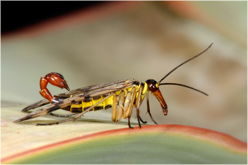 Skorpionsfliege
http://de.wikipedia.org/wiki/Skorpionsfliegen
Schlüsselwörter: Skorpionsfliege