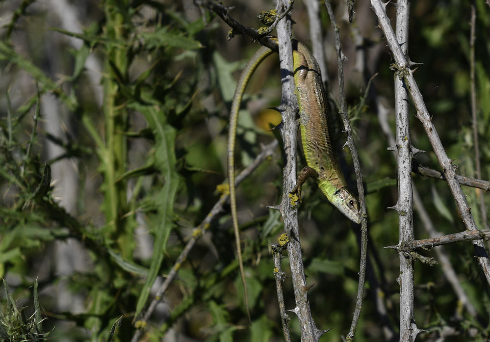 Smaragdeidechse_MGR5723.jpg