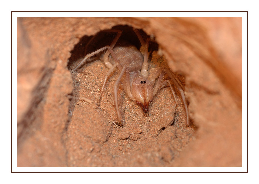Walzenspinne (Solifuge)
Die Walzenspinnen leben in Trockengebieten, Wüsten und Steppengebieten, einige Arten sind im Mittelmeerraum zu finden. Die meisten Arten sind nacht- oder dämmerungsaktiv und verbringen den Großteil des Tages in selbstgegrabenen Wohnröhren unter Steinen. 
Walzenspinnen ernähren sich in erster Linie von Insekten, Webspinnen, Skorpionen, anderen Walzenspinnen und sogar kleinen Reptilien. Sie suchen aktiv nach Beute, die durch die Pedipalpen festgehalten und durch die schweren Cheliceren aktiv zerkleinert wird. Die Nahrung wird außerhalb des Körpers vorverdaut und gelangt bereits in breiigem Zustand in den Verdauungstrakt. Giftdrüsen fehlen diesen Tieren. Bei Gefahr drohen die Walzenspinnen dem potentiellen Angreifer mit den Cheliceren, wobei einige Arten auch durch das Aneinanderreiben der Zangen stridulieren können. Sie sind ausserordentlich flink und aggressiv und können auch dem Menschen schmerzhafte und blutende Wunden zufügen.

Schlüsselwörter: Solifuge, Walzenspinne, Namibia,