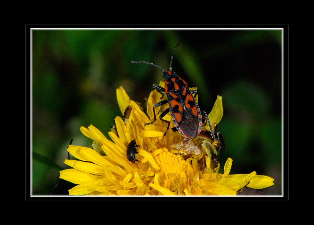 Ritterwanze, Knappe (Spilostethus-saxatilis)
Der Knappe, so der deutsche Name für diese Bodenwanze, ist als adultes Tier etwa 10 mm lang. Imagines ernähren sich vom Saft verschiedener Pflanzen. In Deutschland (Süden) und der Schweiz ist die Art überall verbreitet. Die Imagines sitzen im Herbst oft auf besonnten Steinen und Felsen. Die Überwinterung erfolgt als Imago. Die Larven findet man im Juli und August.
Schlüsselwörter: Ritterwanze, Knappe, Spilostethus saxatilis, Italien Piemont, Wanzen