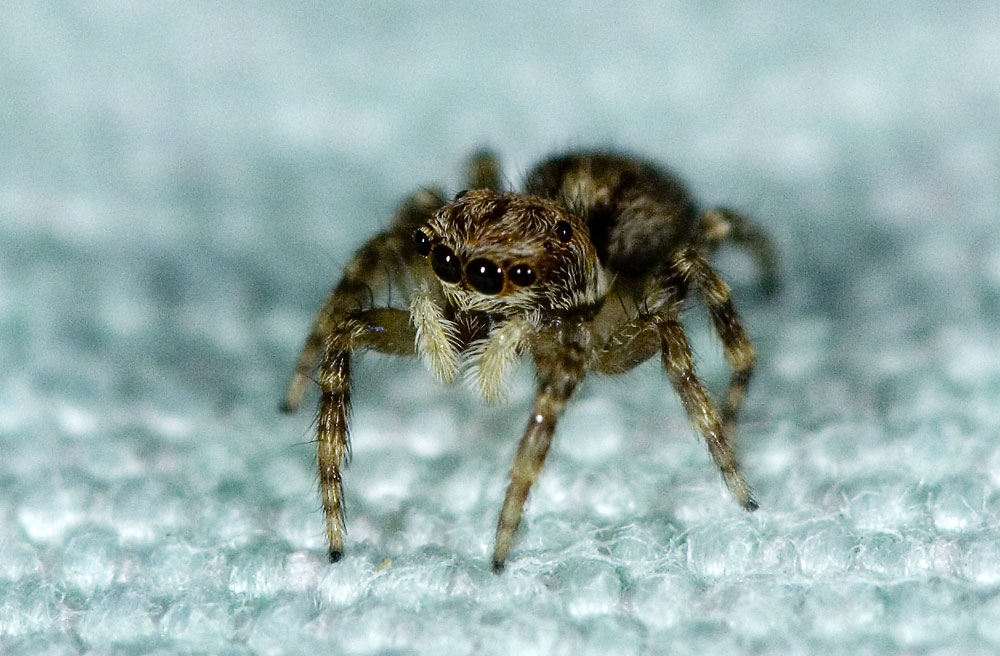 Springspinne
Springspinne im Tessin
Schlüsselwörter: Springspinne, Tessin, Caviano, Salticidae