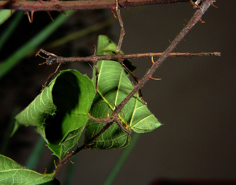 Stabheuschrecke Madagaskar
Schlüsselwörter: Stabheuschrecke, Madagaskar