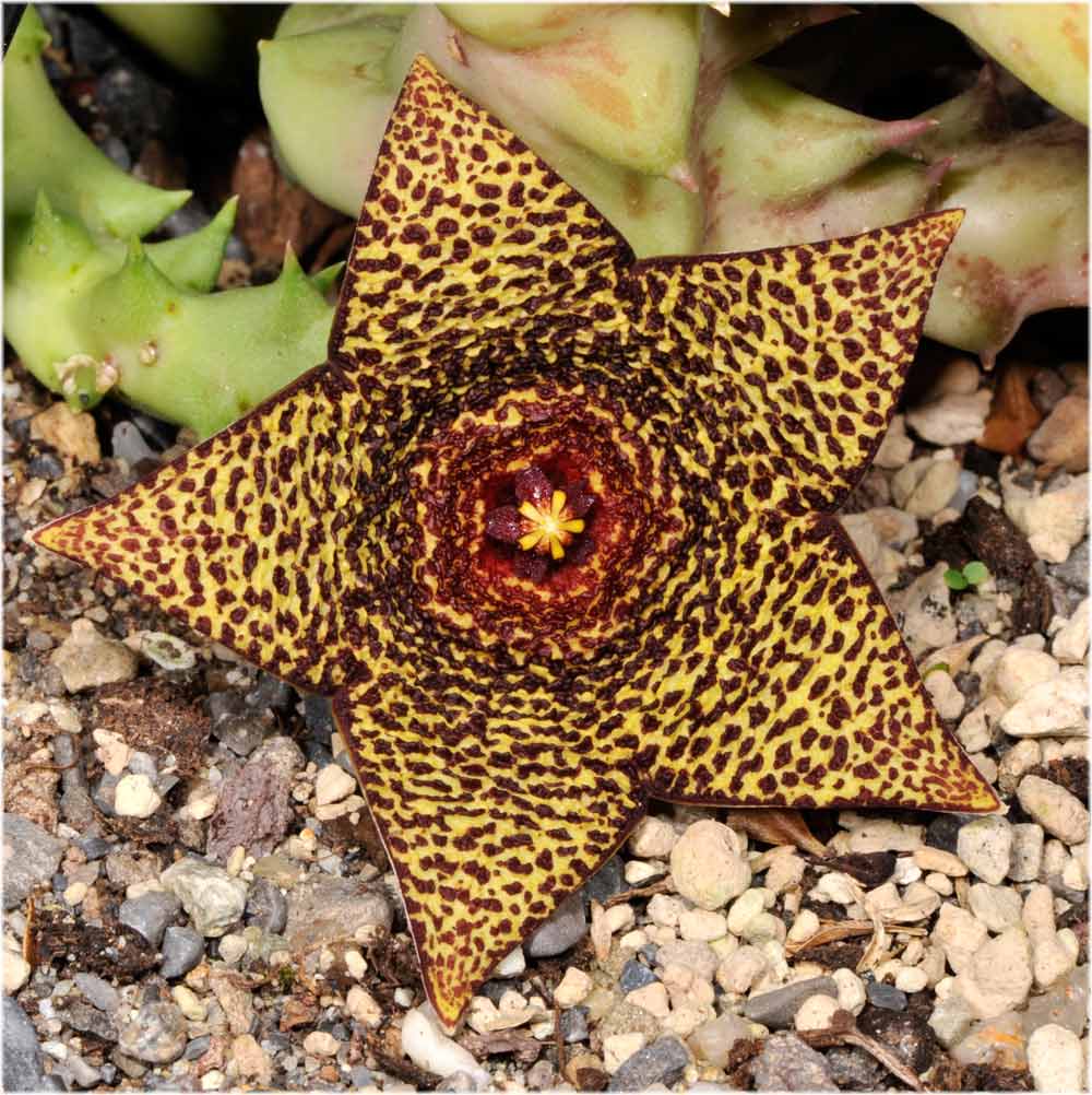 Stapelia-Art
