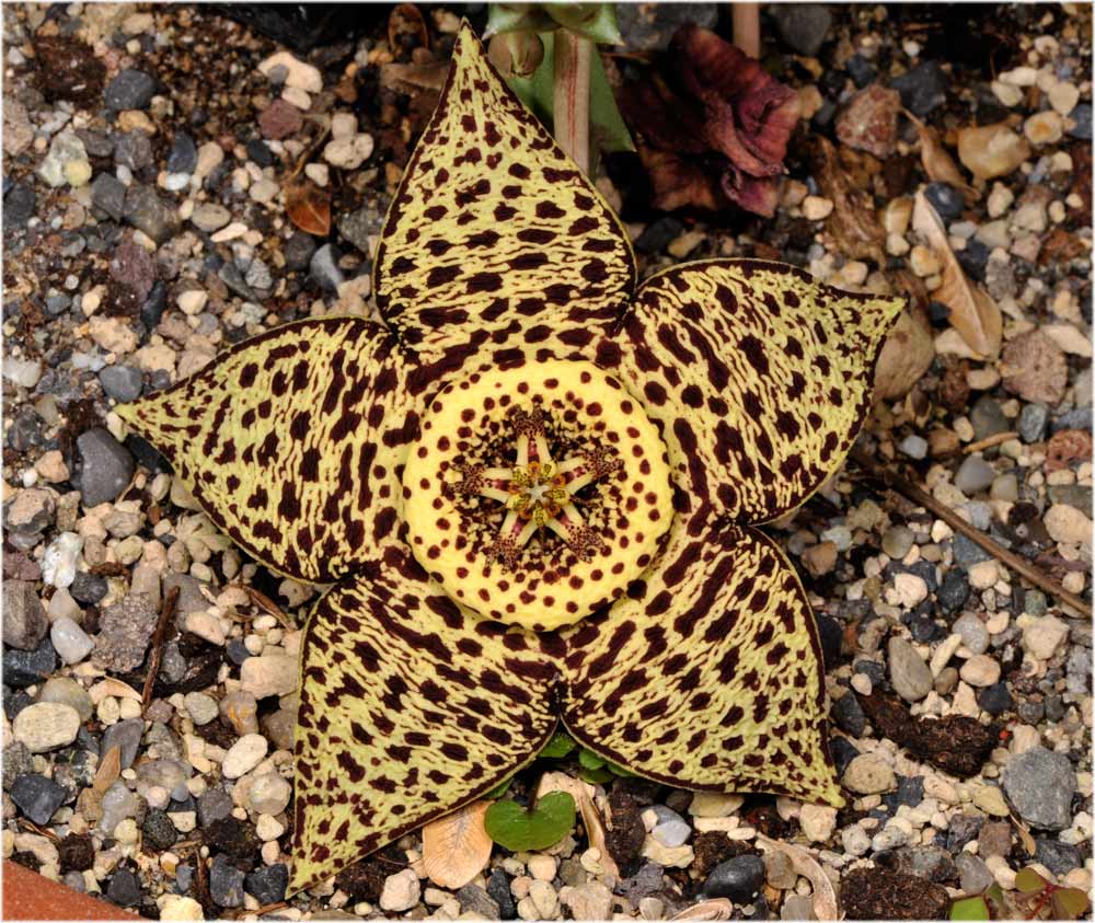 Stapelia Art
