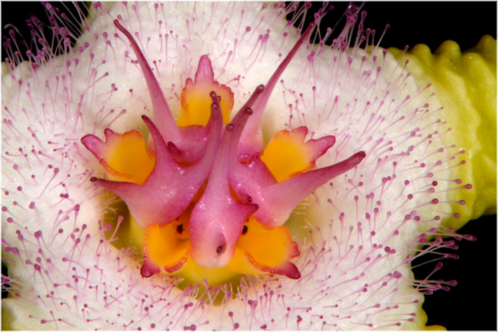 Stapelia_flavopur_MGF3899.jpg