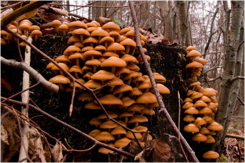 Stockschwämmchen (Kuehneromyces mutabilis)
Das Gemeine Stockschwämmchen ist ein beliebter Speisepilz. Es kann leicht mit dem tödlich-giftigen Nadelholz- oder Gifthäubling (Galerina marginata) verwechselt werden, mit dem es sogar gemischte Rasen auf einem Substrat bilden kann, daher ist jeder Pilz einzeln zu bestimmen. Das Gemeine Stockschwämmchen kann auf Holz gezüchtet werden. Das Japanische Stockschwämmchen (Pholiota nameko) ist ein Angehöriger der nahe verwandten Gattung Schüpplinge (Pholiota).
Schlüsselwörter: Stockschwämmchen, Kuehneromyces mutabilis, Pilze