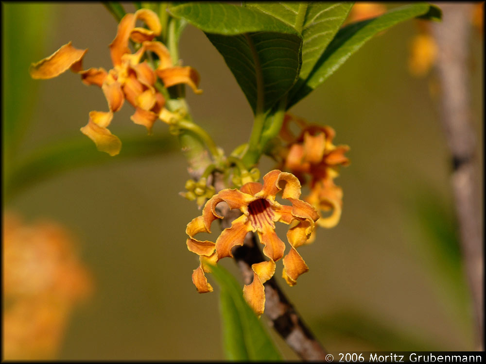 Strophanthus boivinii
Ein Strauch aus der Familie der Apocynaceae (Hundsgift-Gewächse) Die Gattung Strophanthus umfasst 30 afrikanische und 7 asiatische Arten. Eine Art ist auf Madgaskar endemisch, Strophanthus boivinii.
Schlüsselwörter: Strophanthus boivinii, Montagne des Française, Nordmadagaskar