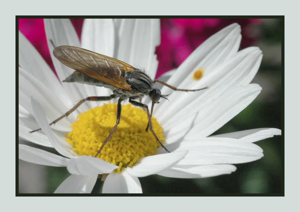Tanzfliege (Xanthempis spp.)
Tanzfliegen haben rundliche Köpfe, sehr lange Rüssel. wie Schnepfenschnäbel nach unten gebogen. Ernährung räuberisch als auch Nektar saugend. Männchen übereicht dem Weibchen ein Brautgeschenk. Elm 
Schlüsselwörter: Tanzfliege, Xanthempis,