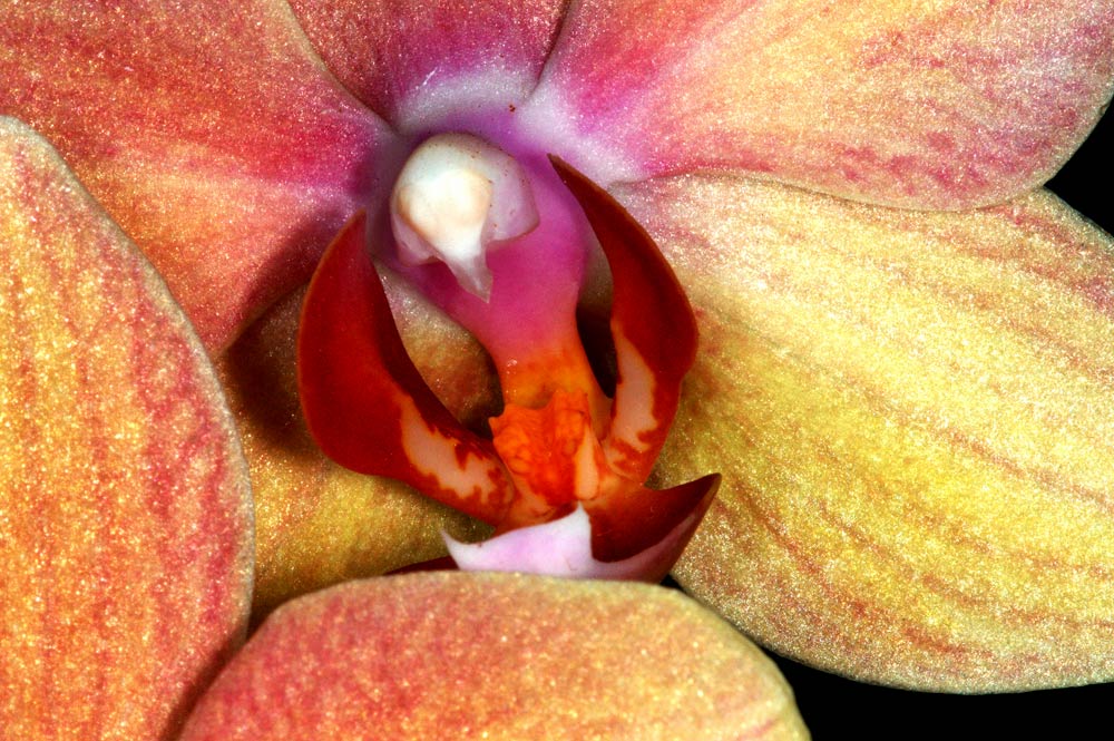 Orchideen-Ausstellung 2005
Grossblütige Orchideen-Hybriden im Palmenhaus
