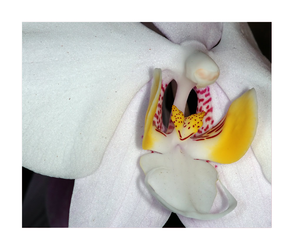 Orchideen-Ausstellung 2005
Grossblütige Orchideen-Hybriden im Palmenhaus
