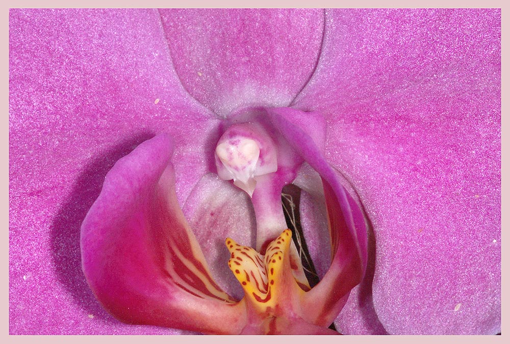 Orchideen-Ausstellung 2005
Grossblütige Orchideen-Hybriden im Palmenhaus
Schlüsselwörter: Orchideen-Ausstellung, Cattylea