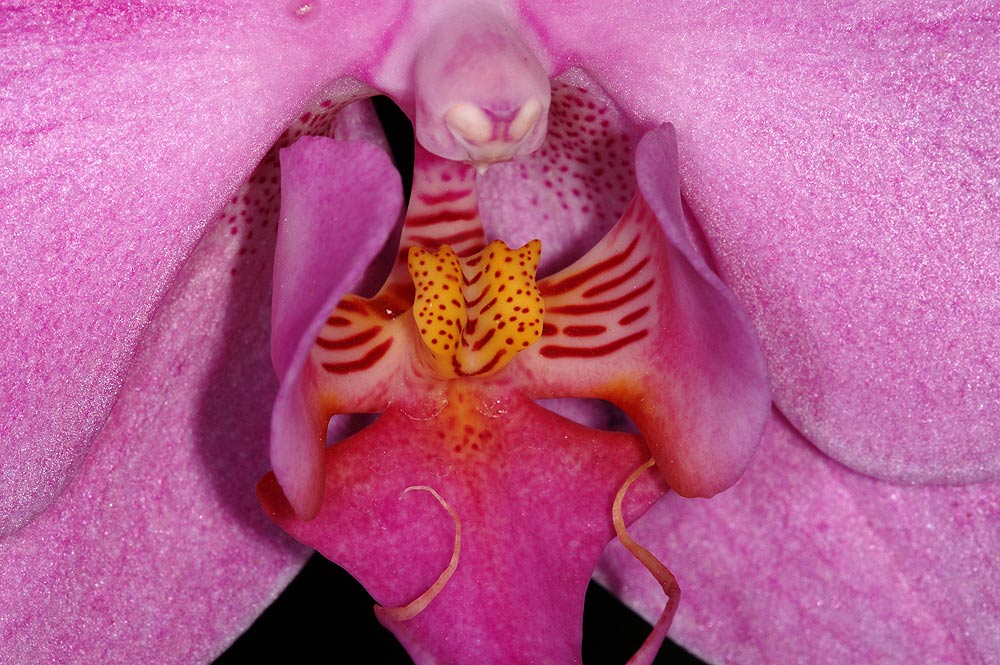 Orchideen-Ausstellung 2005
Grossblütige Orchideen-Hybriden im Palmenhaus
Schlüsselwörter: Orchideen-Ausstellung 2005