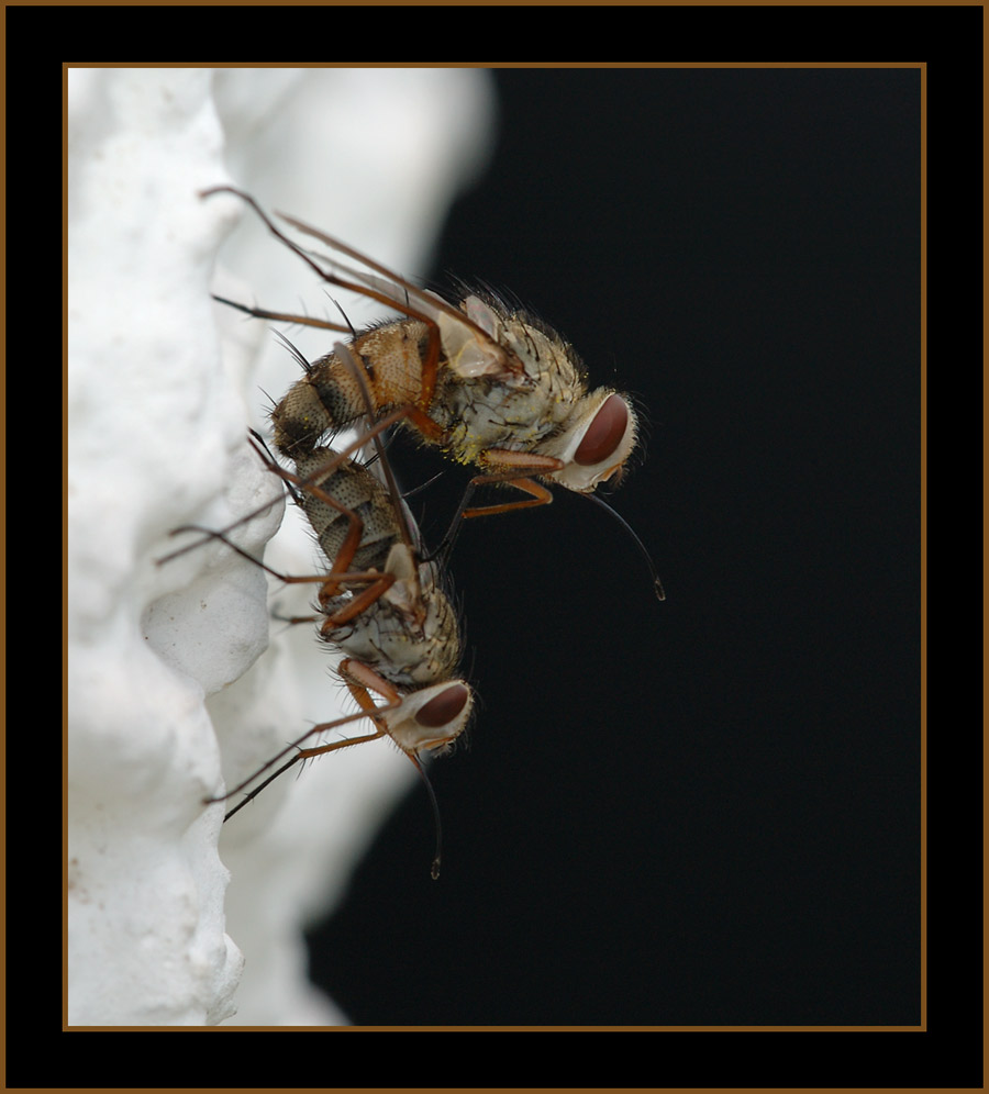 Hautflügler, Raupenfliege
Es handelt sich um die Raupenfliege (Tachinidae) Prosena siberita. Die Larven dieser Art sind Parasiten in Raupen von Scarabaeiden (Maikäfer und Verwandte). Es handelt sich um eine in den Alpen äusserst häufige Art, die manchmal zu Duzenden an engbegrenzten Stellen angetroffen wird. Im Tiefland hingegen ist die Art selten bis sehr selten. Tatsächlich täuschen die langen Mundwerkzeuge eine stechende Lebensweise vor. Allerdings ernähren sie sich ausschliesslich von Pflanzensäften, v.a. von Nektar.
Schlüsselwörter: Fliegen, Hautflügler, Raupenfliege, Olivone, tessin