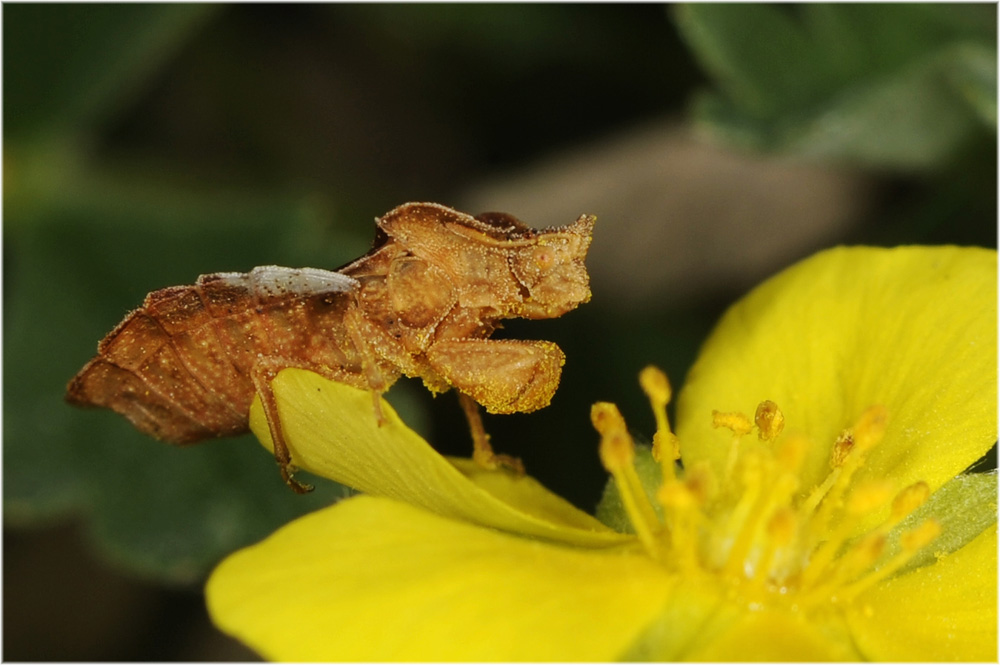 Phymata crassipes, Teufel, Wanze mit Fangbeinen
Phymata crassipes Gespensterwanzen, Teufel lebt in trockenen Biotopen im Süden


Schlüsselwörter: Phymata crassipes, Raubwanze, Kroatien, Krk