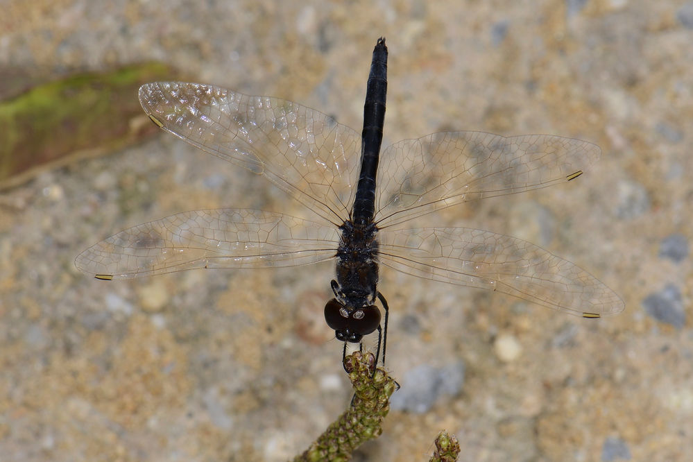 Teufelchen (Selysiothemis nigra)
Teufelchen (Selysiothemis_nigra)
Bei den ausgewachsenen Männchen ist der Brustkorb (Thorax) ebenfalls schwarz und auf der Bauchseite weißlich. Dazu gesellen sich weiße Härchen. Die Weibchen hingegen sind goldbraun und werden nach unten weißlich. Die Beine sind schwarz und an den Hüften (Coxa) sowie an der Innenseite des Schenkels (Femur) gelblich weiß. Die circa 25 Millimeter messenden Hinterflügel sind wie die Vorderflügel durchsichtig und besitzen ein weißes Flügelmal (Pterostigma). Die Flügeladerung ist weiß.
Schlüsselwörter: Teufelchen Selysiothemis nigra