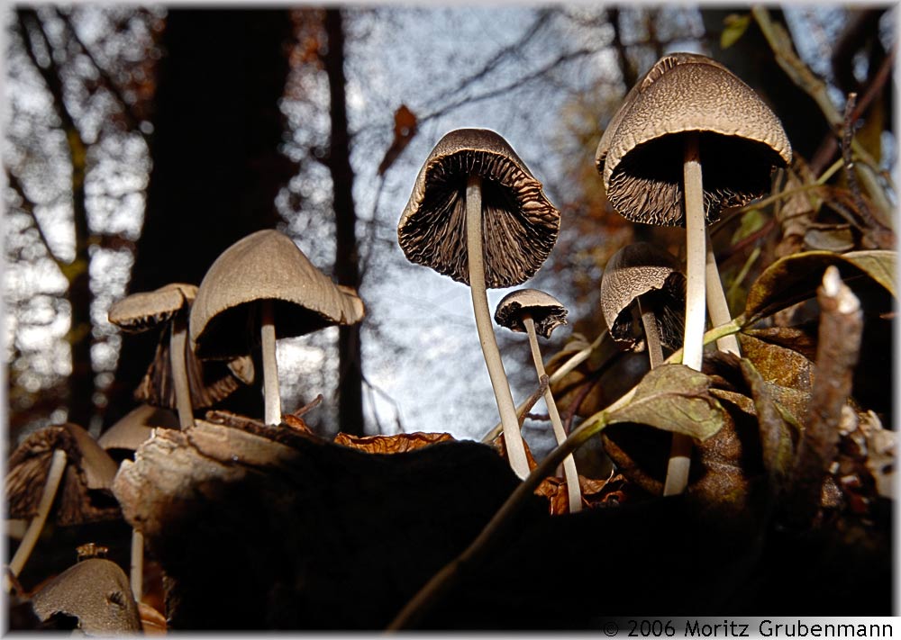 Tintlinge
24.November 2006
Schlüsselwörter: Tintlinge, Uetliberg, Pilze