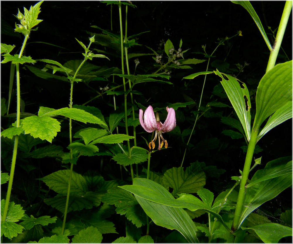 Türkenbund
Wo sonst hunderte von Türkenbund blühen, haben wir in diesem regenreichen Juni 2008 eine einzige Blüte gesehen, die restlichen sind abgefault oder abgefressen.
Schlüsselwörter: Türkenbund, Lägern, Hochwacht.