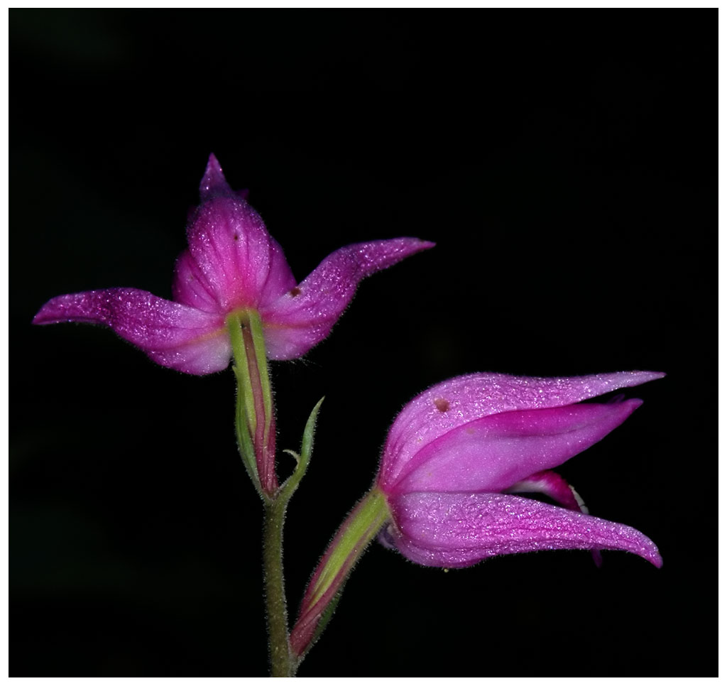 Rotes Waldvögelein (Cephalanthera rubra)
Am Uetliberg----
Schlüsselwörter: Rotes Waldvögelein, Waldvoegelein, Cephalanthera rubra