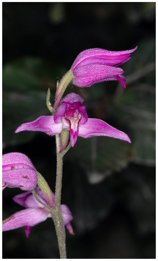Rotes Waldvögelein (Cephalanthera rubra)
Am Uetliberg.......
Schlüsselwörter: Rotes Waldvögelein, Cephalanthera rubra, Waldvoegelein
