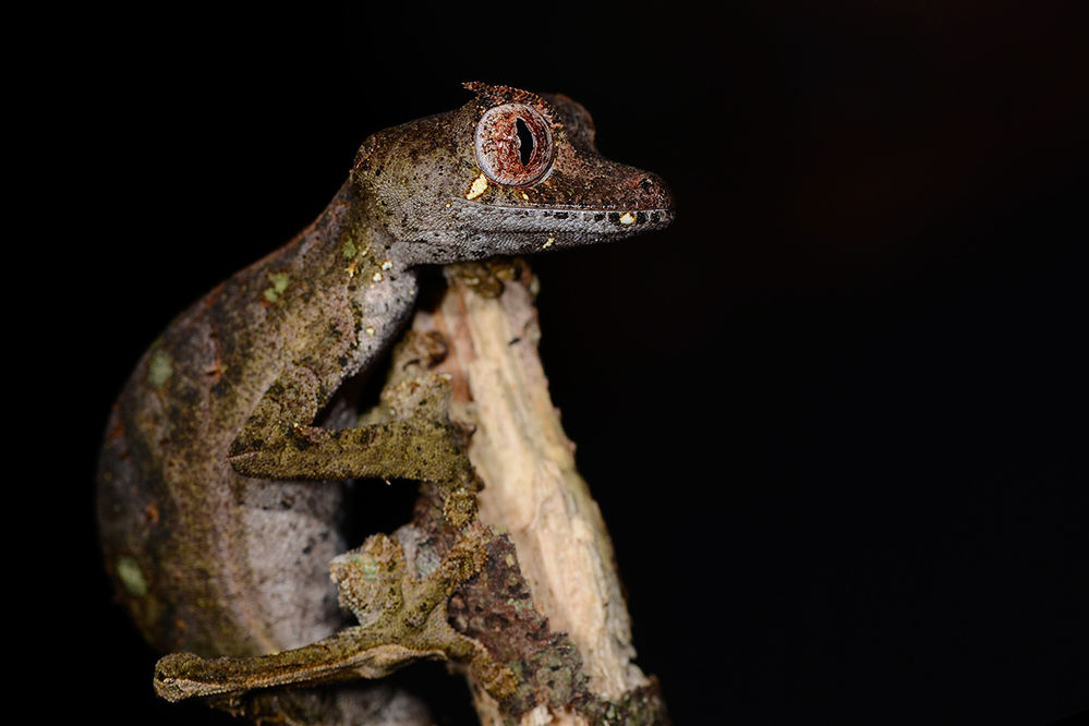 Uroplatus
