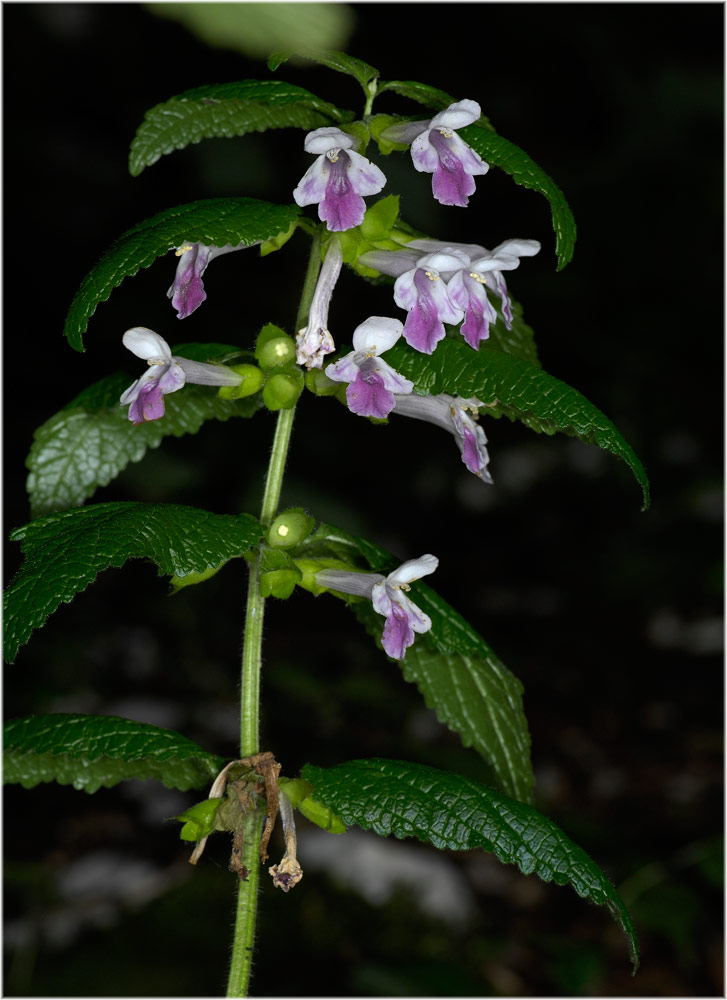 Waldmelisse, Immenblatt (Melittis melissophyllum)
Aus der Familie der Lamiaceae auf Kalk im norden der Schweiz und im Tessin vorkommend, fehlt in den Alpen.
Schlüsselwörter: Waldmelisse, Immenblatt, Melittis melissophyllum, lägern, hochwacht, mg