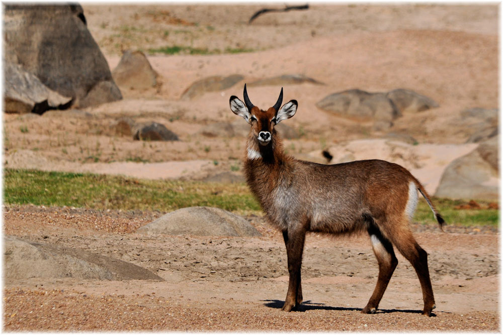 Wasserbock, Ruaha-NP
Von den zehn Arten von Riedböcken, ist nur der Wasserbock weitverbreitet. Hier ein junges Männchen.
Schlüsselwörter: Wasserbock, Tanzania, Ruaha,