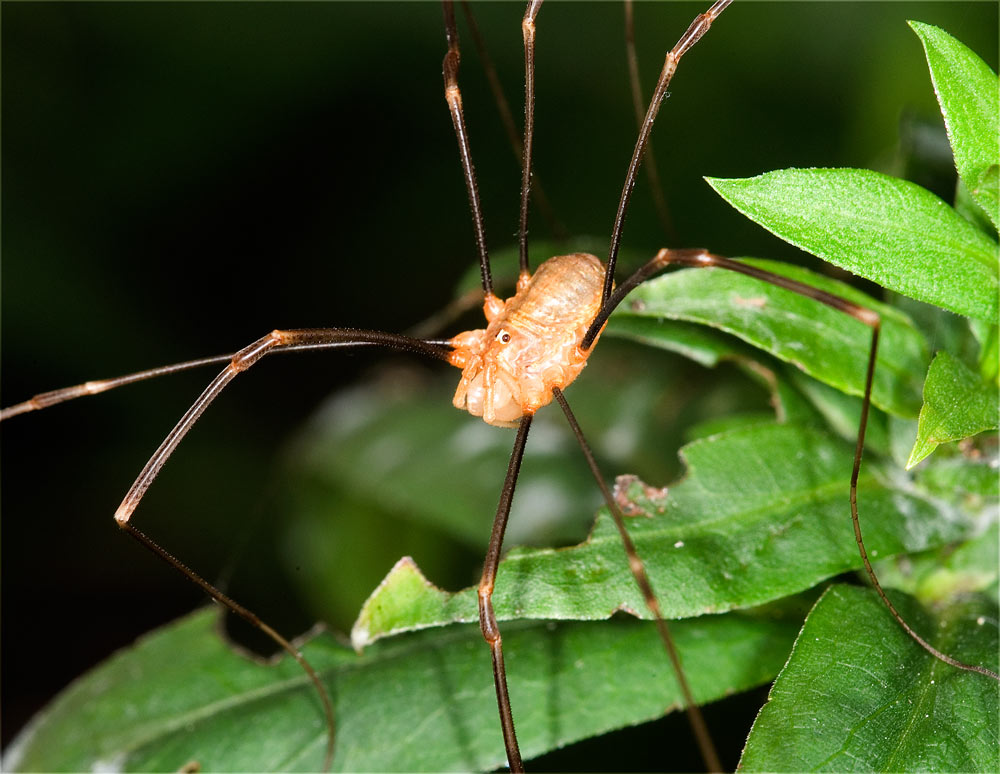 Weberknecht
Schlüsselwörter: Benken, Weberknecht