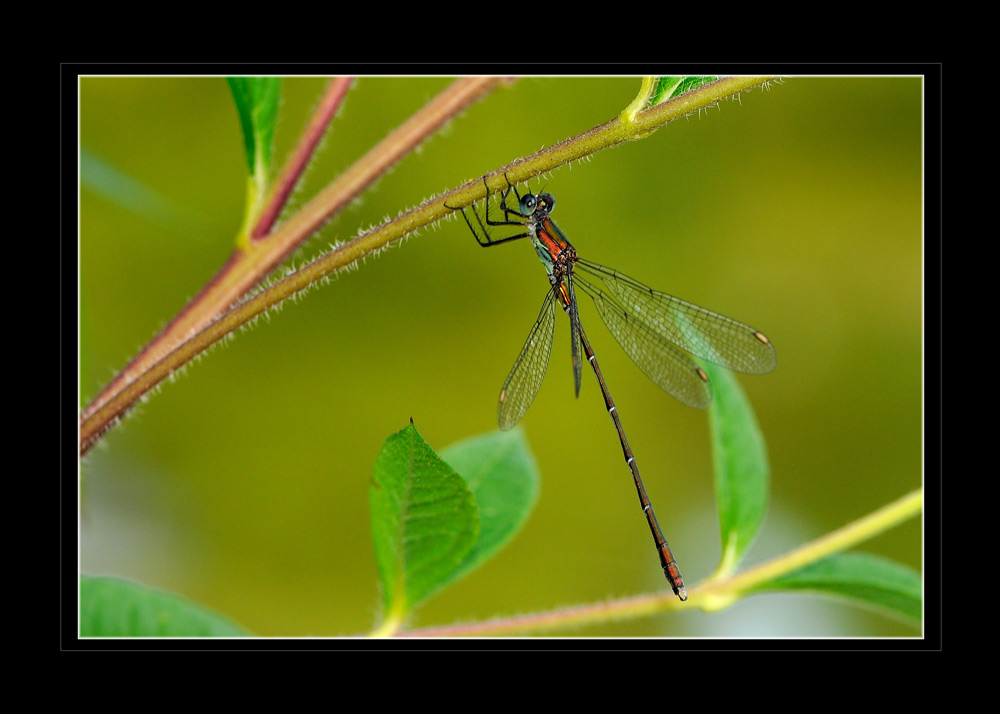 Weidenjungfer (Chalcolestes viridis)
Botanischer Garten München
Schlüsselwörter: Weidenjungfer, Chalcolestes viridis, Botansicher Garten, München
