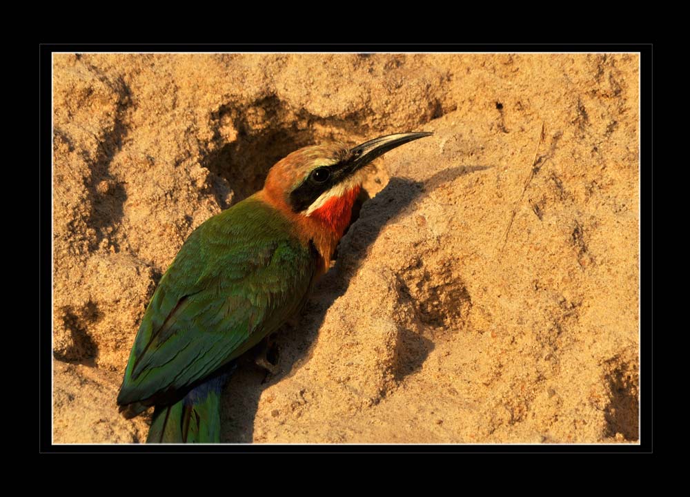 Weissstirn Bienenfresser, Selous, Tanzania
Schlüsselwörter: Weissstirn Bienenfresser, Selous, Tanzania