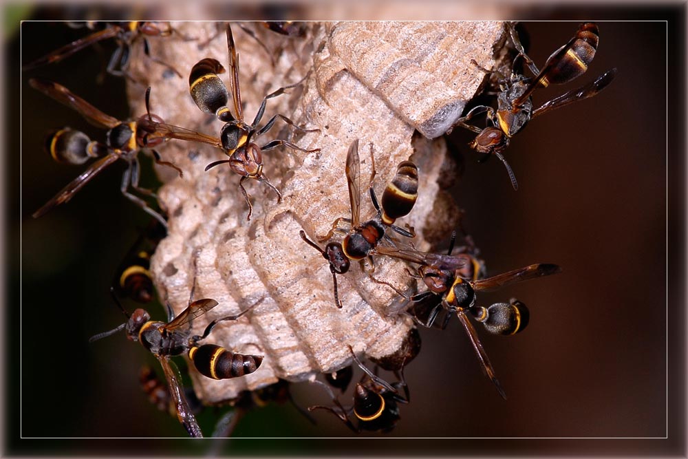 Wespen
Ausschnitt eines Wespennestes in den Mangrovensümpfen in der bucht von Antsiranana.
Schlüsselwörter: Wespen, Madagaskar