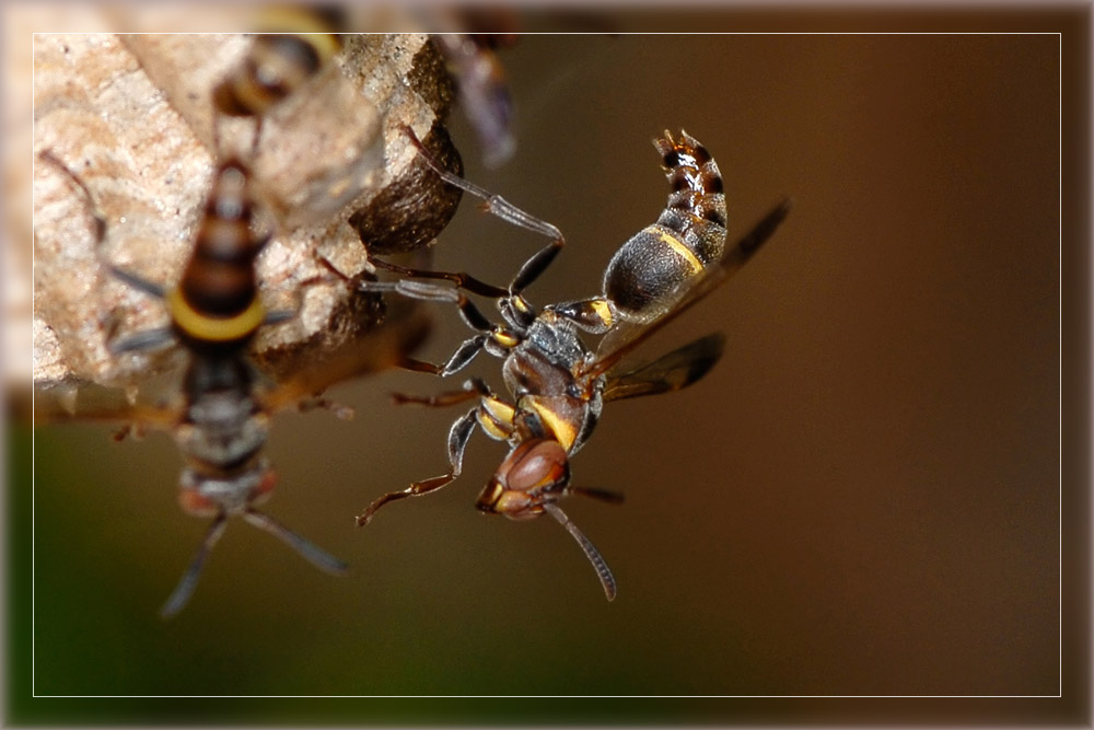 Wespe in Nordmadagaskar
In Madagaskar leben viele hochinteressante Wespenarten.
Schlüsselwörter: Madagaskar, Wespen, Norden