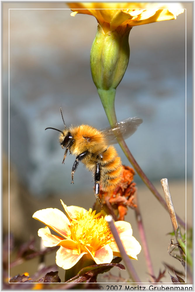 Ackerhummel im Abflug
Bombus pascuorum im Tessin, Centovalli, Anfangs Oktober 2007 
Schlüsselwörter: Bombus pascuorum, Ackerhummel, Centovalli, Tessin, Insekten