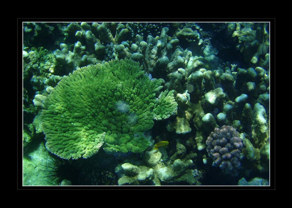 Unter Wasser
Schlüsselwörter: Unter Wasser, Zanzibar, Tansania