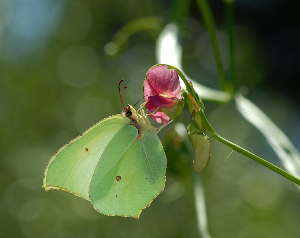 Zitronenfalter
Zitronenfalter an Erbensgewächs
