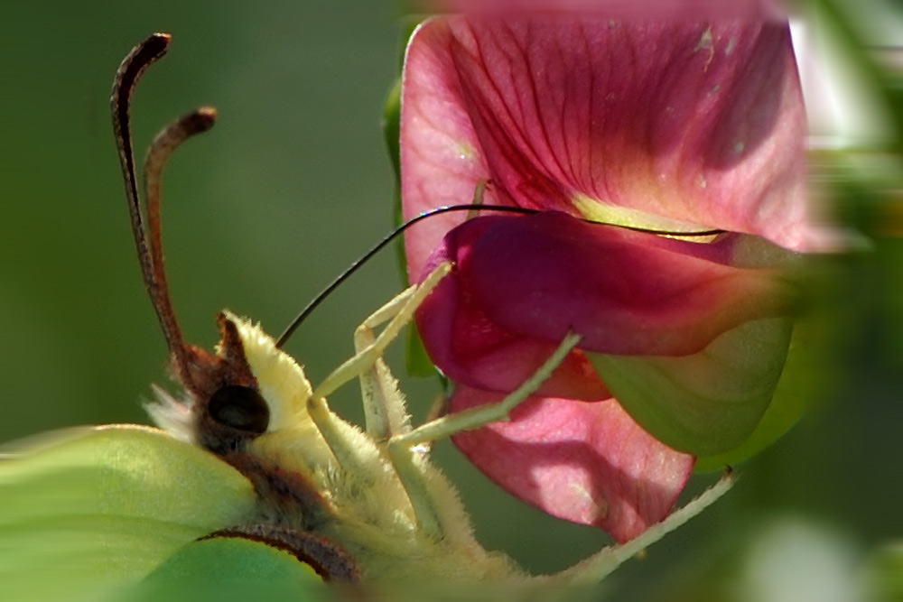 Zitronenfalter Portrait
Zitronenfalter saugend an Erbensgewächs
Schlüsselwörter: Zitronenfalter