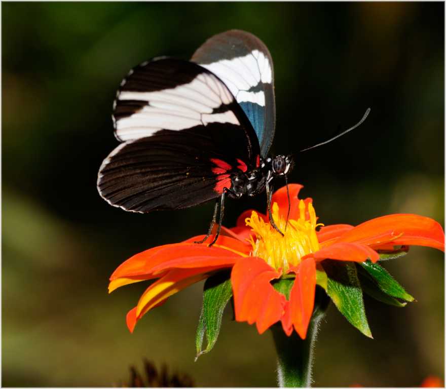 Schmetterling
